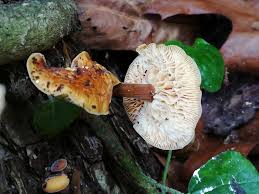 Attēlu rezultāti vaicājumam “Pluteus umbrosus”