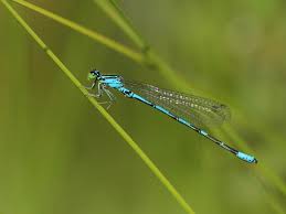 Attēlu rezultāti vaicājumam “Coenagrion armatum female”