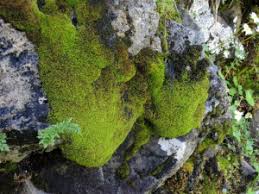 Attēlu rezultāti vaicājumam “Hymenostylium recurvirostrum macro”