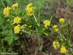 Attēlu rezultāti vaicājumam “Rorippa amphibia fruit”