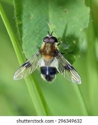 Attēlu rezultāti vaicājumam “Leucozona lucorum”