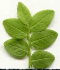 Attēlu rezultāti vaicājumam “Vaccinium myrtillus leaf”