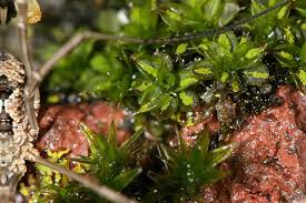 Attēlu rezultāti vaicājumam “Callicladium haldanianum sporophyte”
