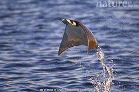 Image result for Mobula thurstoni