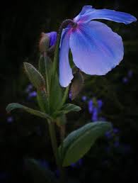 Image result for Meconopsis betonicifolia
