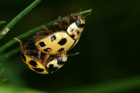 Attēlu rezultāti vaicājumam “Propylea quatuordecimpunctata”