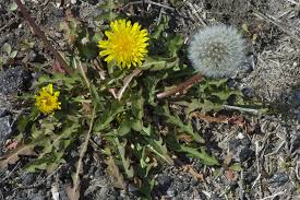 Attēlu rezultāti vaicājumam “Taraxacum suecicum flower”