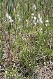 Attēlu rezultāti vaicājumam “Eriophorum latifolium flower”