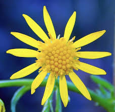 Attēlu rezultāti vaicājumam “Jacobaea vulgaris flower”