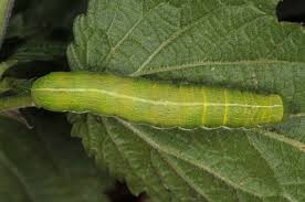 Attēlu rezultāti vaicājumam “Orthosia gothica”