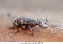 Attēlu rezultāti vaicājumam “Pissodes piniphilus”