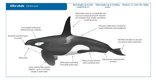 Image result for Orcinus orca