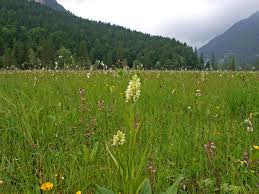 Attēlu rezultāti vaicājumam “Dactylorhiza ochroleuca bud”
