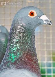 Image result for Meridian Racing Pigeon Lofts