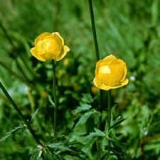 Attēlu rezultāti vaicājumam “Trollius europaeus leaf”