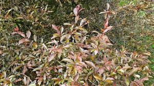 Attēlu rezultāti vaicājumam “Prunus spinosa leaf”