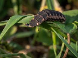 Attēlu rezultāti vaicājumam “Lampyris noctiluca larva”
