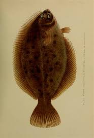 Image result for Pseudopleuronectes americanus