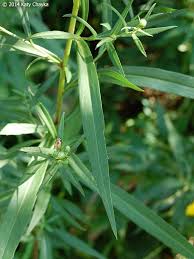 Image result for Aster lanceolatus