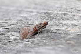 Attēlu rezultāti vaicājumam “Acrobasis advenella”