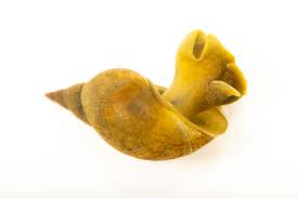 Attēlu rezultāti vaicājumam “Lymnaea stagnalis”