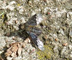 Attēlu rezultāti vaicājumam “Phalonidea permixtana”