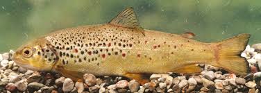 Image result for Salmo dentex