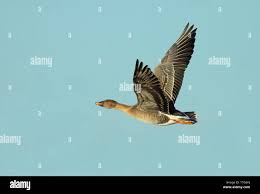 Attēlu rezultāti vaicājumam “Anser serrirostris adult”