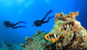 Image result for Seabug Divers