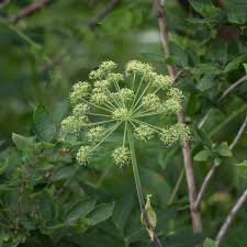 Attēlu rezultāti vaicājumam “Angelica archangelica leaf”