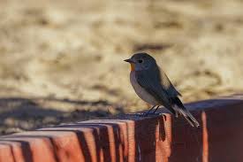 Image result for Ficedula albicilla