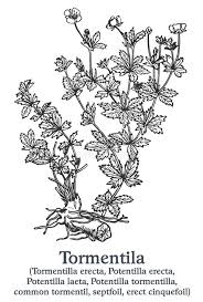 Image result for Potentilla tormentilla