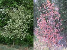 Attēlu rezultāti vaicājumam “Crataegus douglasii”