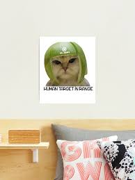 Image result for limecat