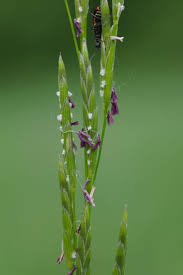 Attēlu rezultāti vaicājumam “Glyceria fluitans fruit”