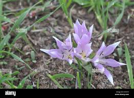Attēlu rezultāti vaicājumam “Colchicum szovitsii subsp. szovitsii flower”