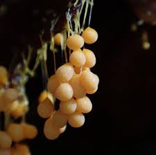 Attēlu rezultāti vaicājumam “Badhamia utricularis”