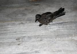 Image result for Oceanodroma monorhis