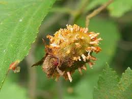 Attēlu rezultāti vaicājumam “Pucciniales”