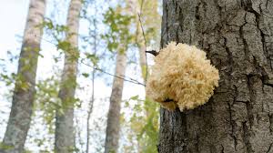 Attēlu rezultāti vaicājumam “Postia undosa”