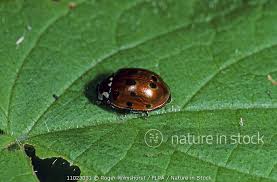 Attēlu rezultāti vaicājumam “Anatis ocellata”