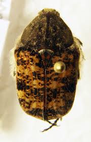 Attēlu rezultāti vaicājumam “Trichius fasciatus imago”