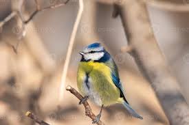 Image result for Cyanistes caeruleus