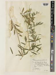 Attēlu rezultāti vaicājumam “Vicia tenuifolia”