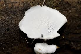 Attēlu rezultāti vaicājumam “Postia tephroleucus”