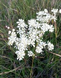 Image result for Filipendula vulgaris