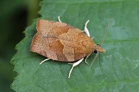 Attēlu rezultāti vaicājumam “Pandemis heparana”