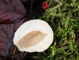 Attēlu rezultāti vaicājumam “Sarcoscypha austriaca”