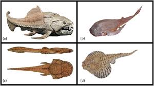 Attēlu rezultāti vaicājumam “Placodermi”