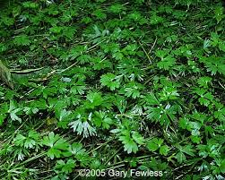 Attēlu rezultāti vaicājumam “Ranunculus elatior leaf”
